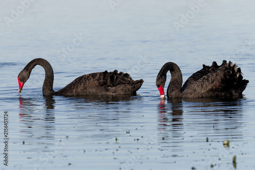 A pair of Australia Black Swan (Cygnus atratus) swimming and feeding on a lake.