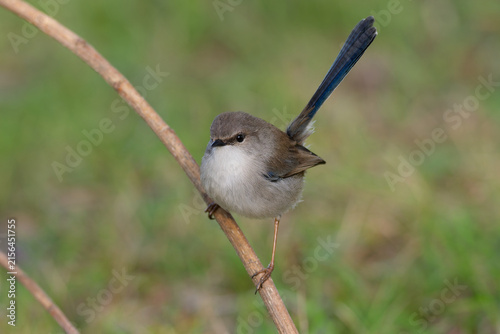 
A juvenile male Superb Fairywren (Malurus cyaneus) perched on a branch in the bush with out of focus background
