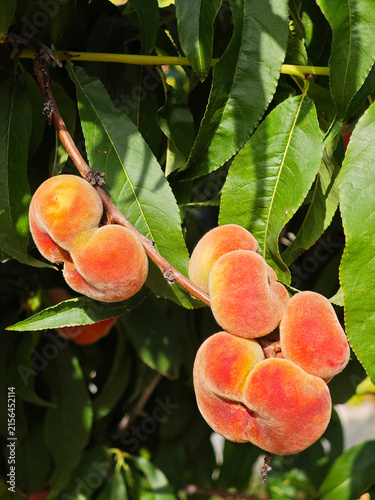 Fruta del paraguayo colgando en el árbol