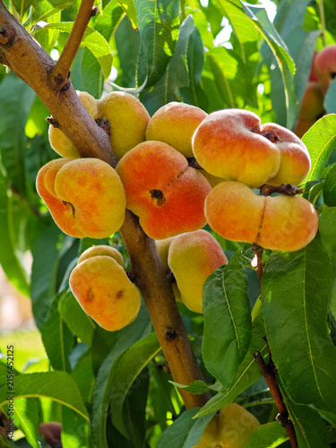 Fruta del paraguayo colgando en el árbol