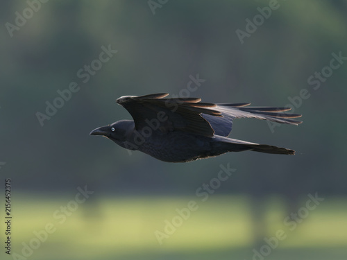 Australian Raven (Corvus coronoides) in flight with out of focus trees in background
