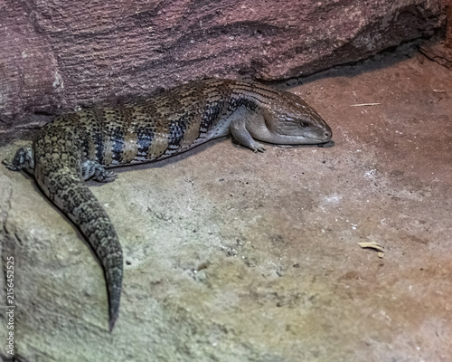 Canvastavla Blue Tongue Skink