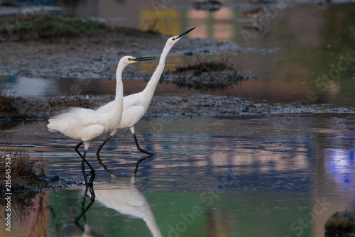 Принти на полотні Little egret (Egretta garzetta) standing near water in its natural wetland habitat