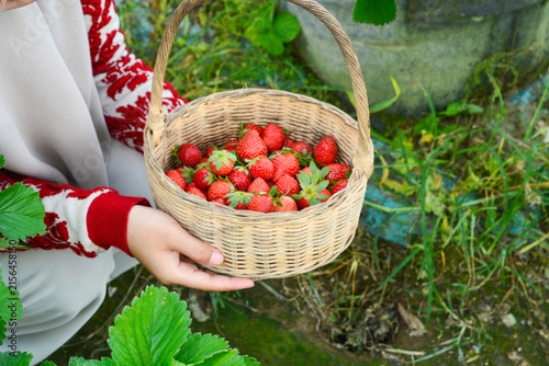 Farmer Harvesting Fresh Strawberries in Organic Farm