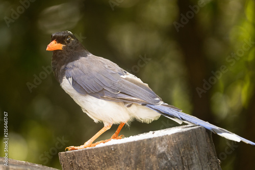 Red-billed blue magpie perched on tree stump in forest