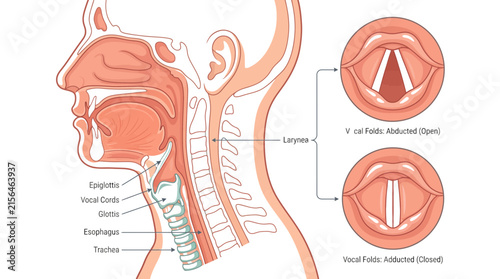 Human throat anatomy vector illustration showing detailed side profile of vocal folds and laryngeal structures for medical education and research