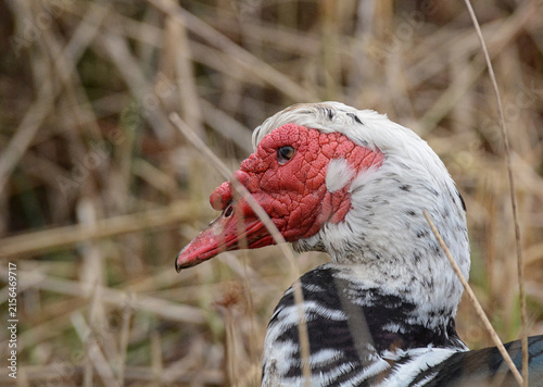 Foto Domestic Muscovy Duck (Cairina moschata) portrait, side view, facing left