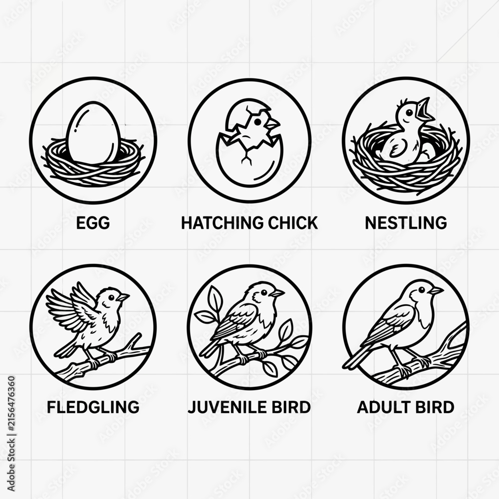 Fototapeta premium Bird growth cycle icons depict stages from egg to mature robin in clean line vectors.
