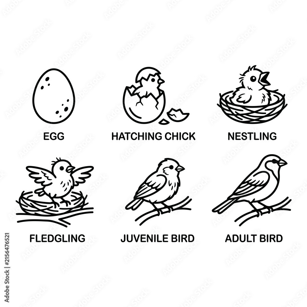 Fototapeta premium Bird life cycle stages are depicted through a series of six black and white line art illustrations, showcasing the development from an egg to an adult bird.