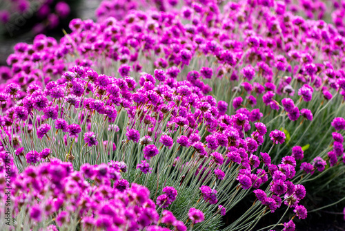Vibrant pink sea thrift flowers blooming in summer