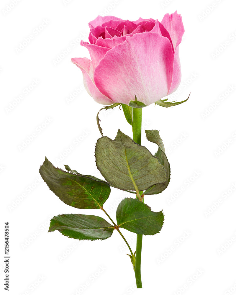 Fototapeta premium Beautiful deep pink rose with layered petals, green stem and leaves, isolated on transparent background with clipping path for wedding, floral, romantic and botanical design.