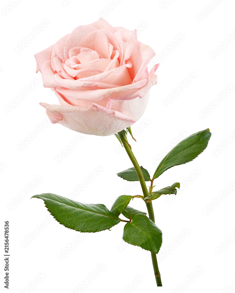Obraz premium Delicate pale pink rose flower with layered petals, green stem and leaves, isolated on a transparent background with clipping path for floral, botanical and romantic design.
