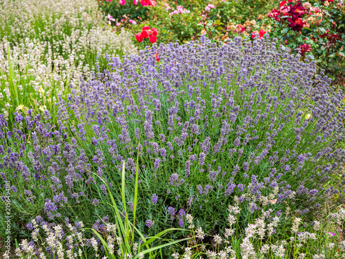 Lush purple lavender blooming among red roses and ornamental plants, creating a colorful summer flower garden filled with vibrant natural textures.