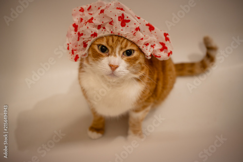 Ginger Cat Wearing Floral Shower Cap for Bath Time, cat in a shower cap bathes, Animal care