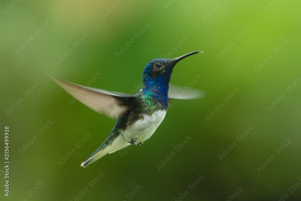 Naklejka premium Male white-necked jacobin hovers with blurred wings