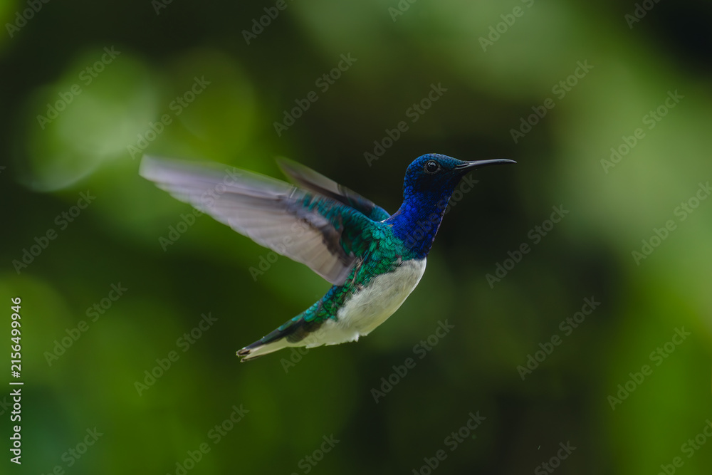 Naklejka premium Male white-necked jacobin hovers with bokeh background