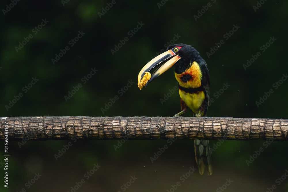 Naklejka premium Pale-mandibled aracari cocks head perching on log