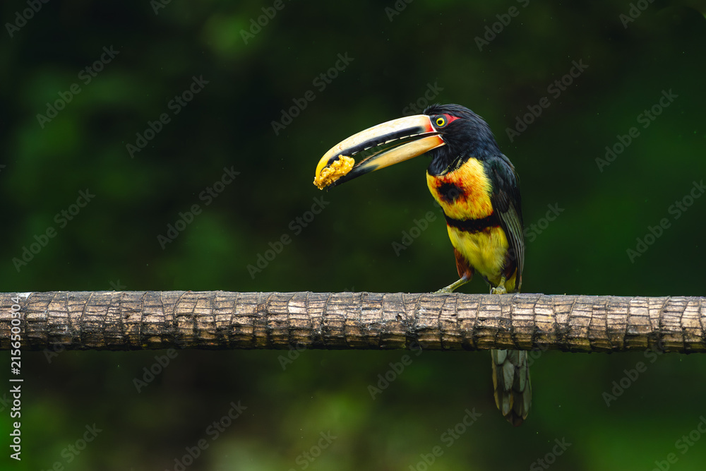 Naklejka premium Pale-mandibled aracari perches on log holding food