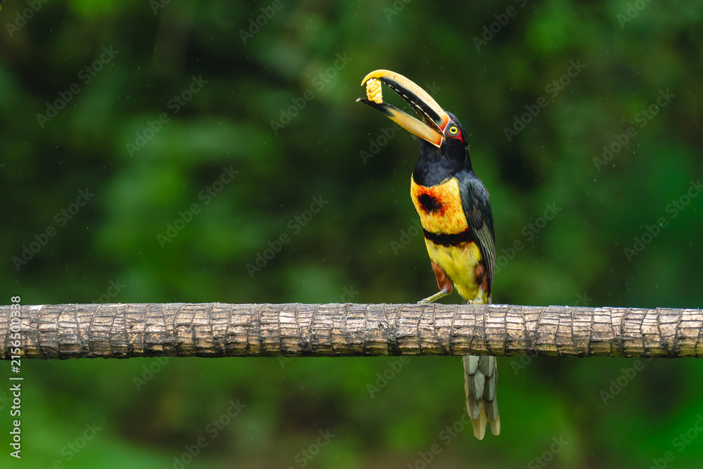 Naklejka premium Pale-mandibled aracari perches with food in beak
