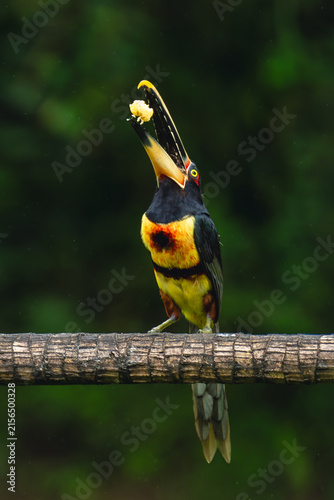 Фотография Pale-mandibled aracari perches tossing food with beak