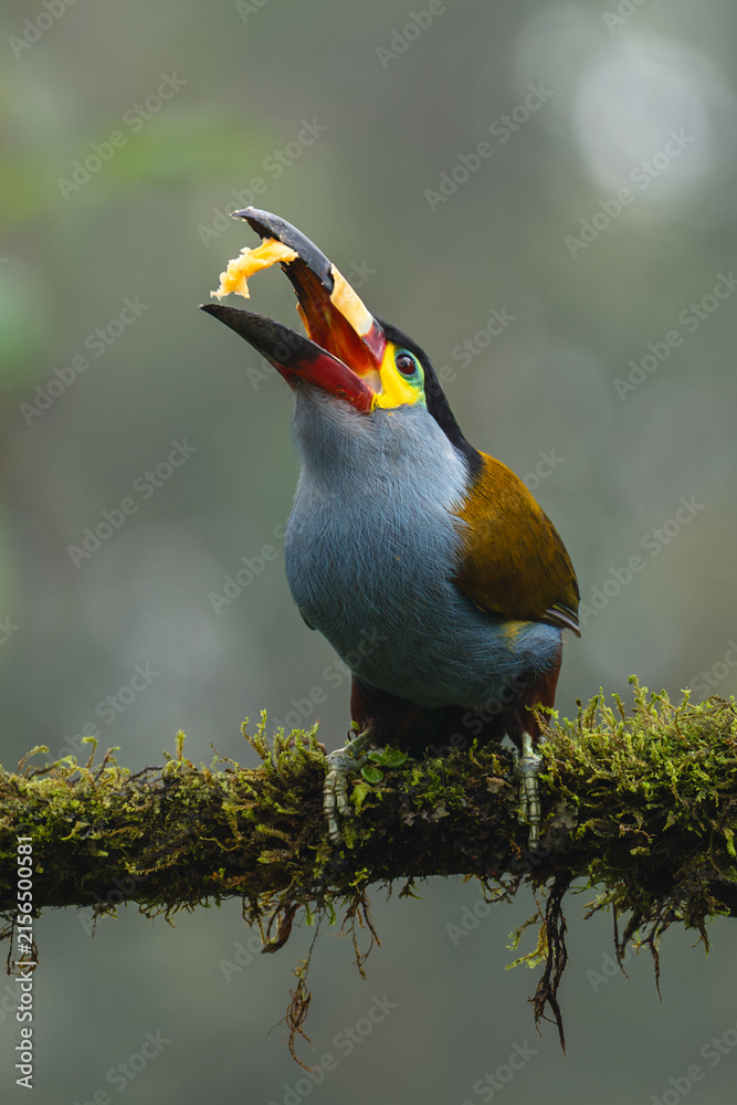 Naklejka premium Plate-billed mountain-toucan catches fruit on mossy branch