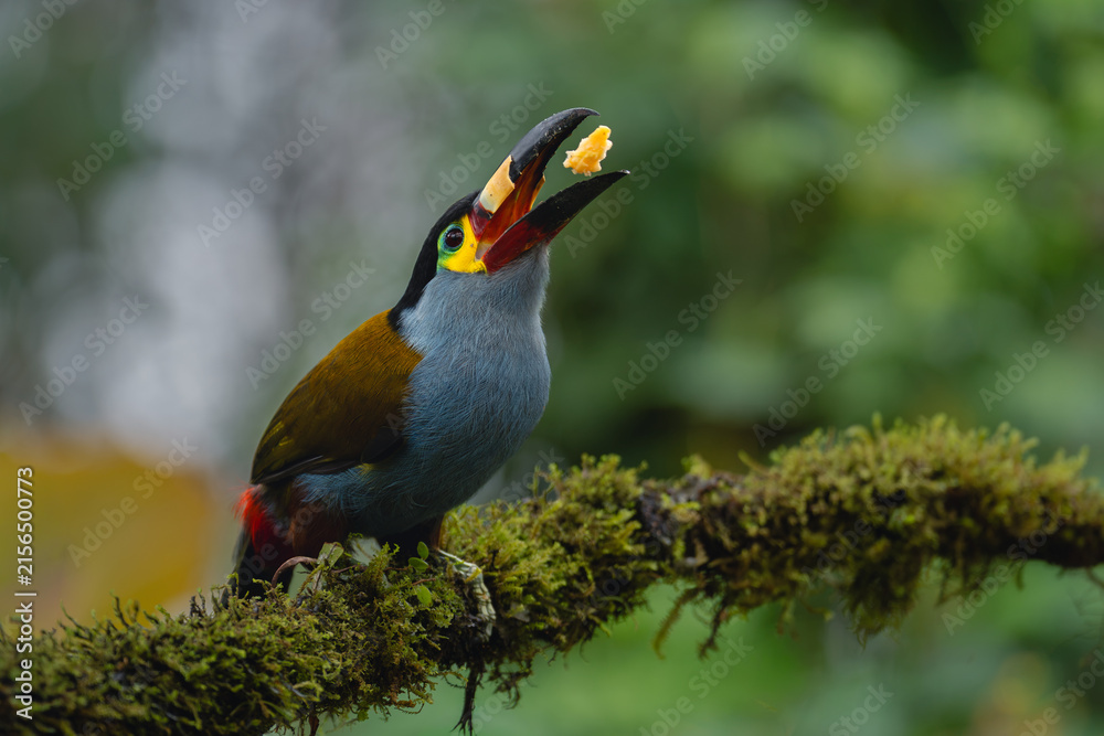 Naklejka premium Plate-billed mountain-toucan on mossy branch catches fruit
