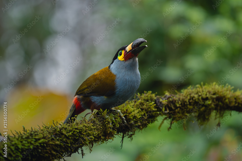Naklejka premium Plate-billed mountain-toucan on mossy branch opens beak