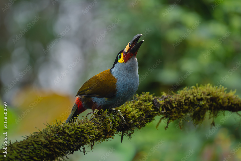 Naklejka premium Plate-billed mountain-toucan opens beak on mossy branch
