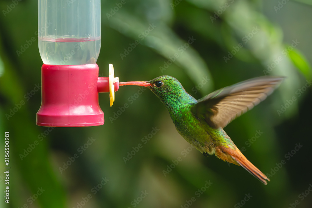 Naklejka premium Rufous-tailed hummingbird flaps wings drinking at feeder