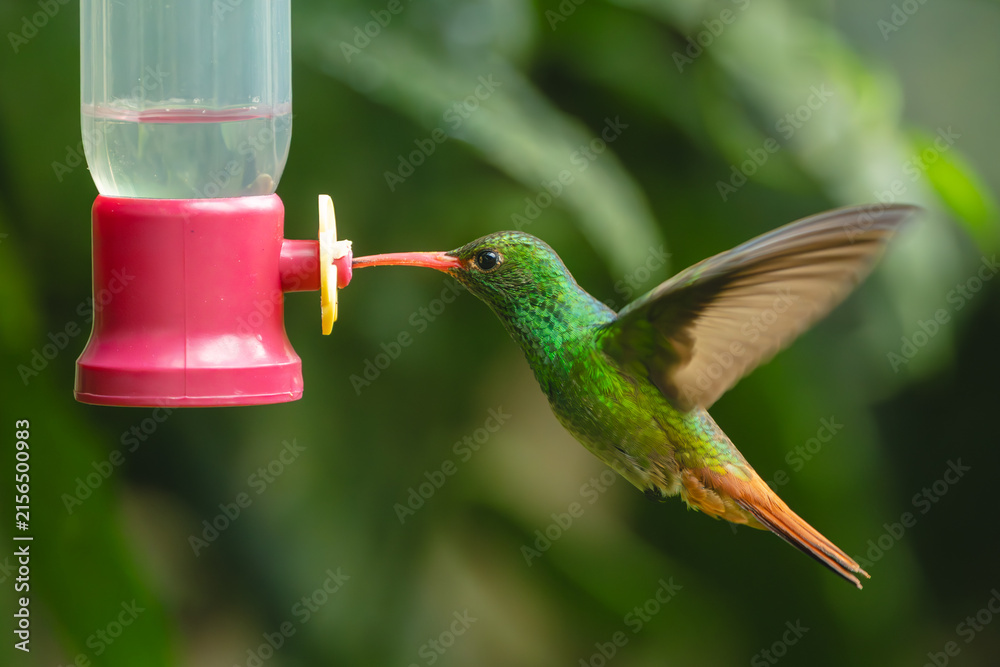 Naklejka premium Rufous-tailed hummingbird flaps wings drinking from feeder