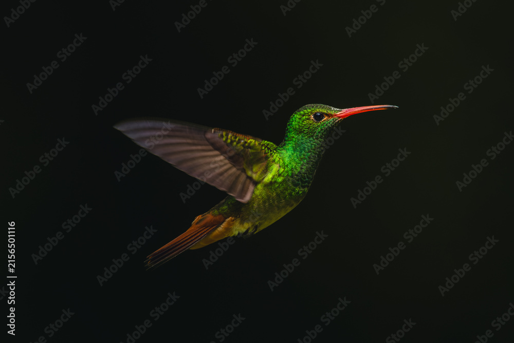 Naklejka premium Rufous-tailed hummingbird hovers against green blurred background