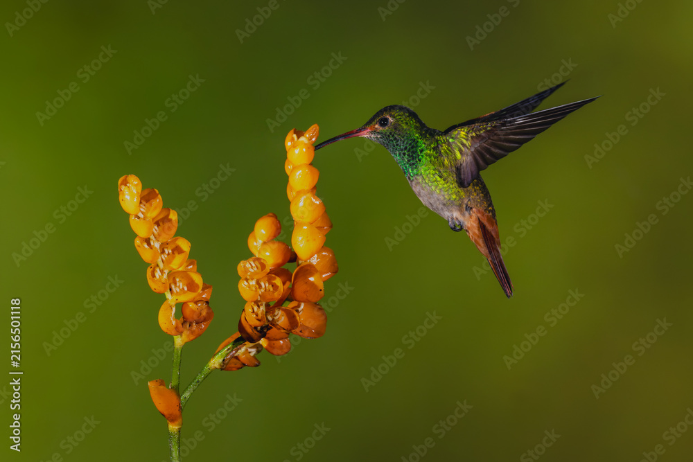 Naklejka premium Rufous-tailed hummingbird hovers drinking from orange flower