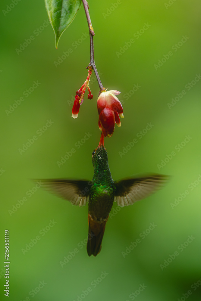 Naklejka premium Rufous-tailed hummingbird hovers drinking below red flower