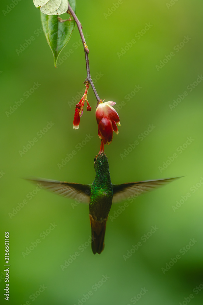 Naklejka premium Rufous-tailed hummingbird hovers drinking under red flower