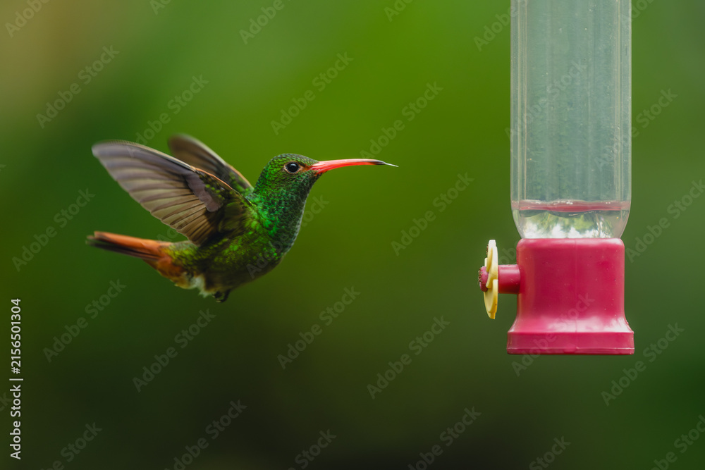 Naklejka premium Rufous-tailed hummingbird lifts blurred wings by feeder