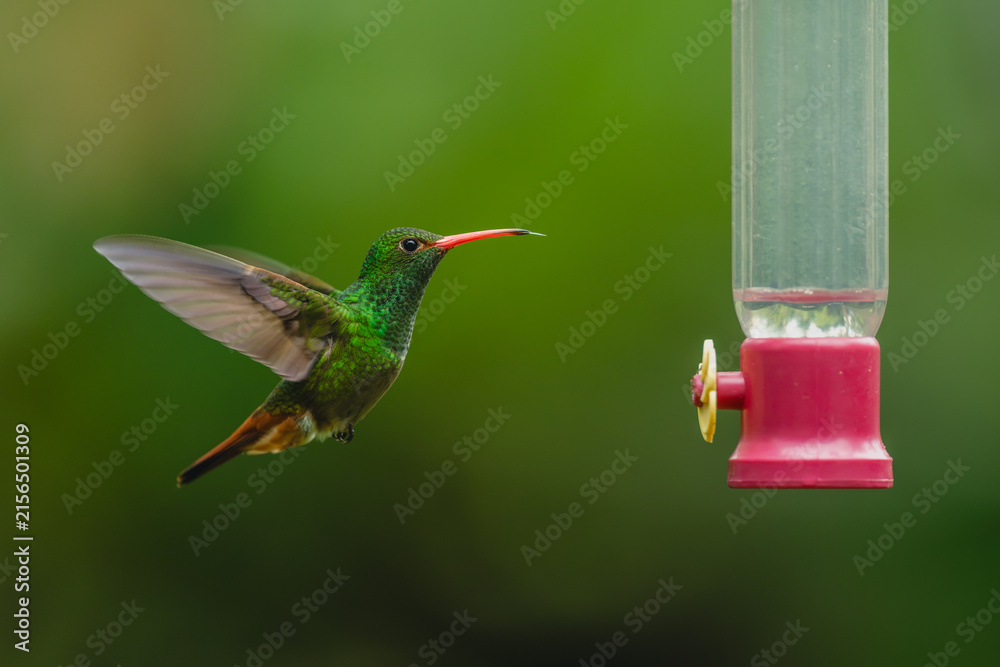 Naklejka premium Rufous-tailed hummingbird lifts blurred wings near feeder