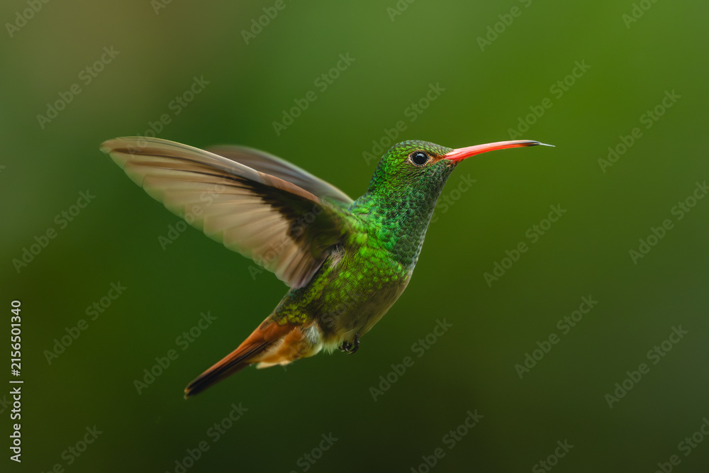 Naklejka premium Rufous-tailed hummingbird lifts wings against green background