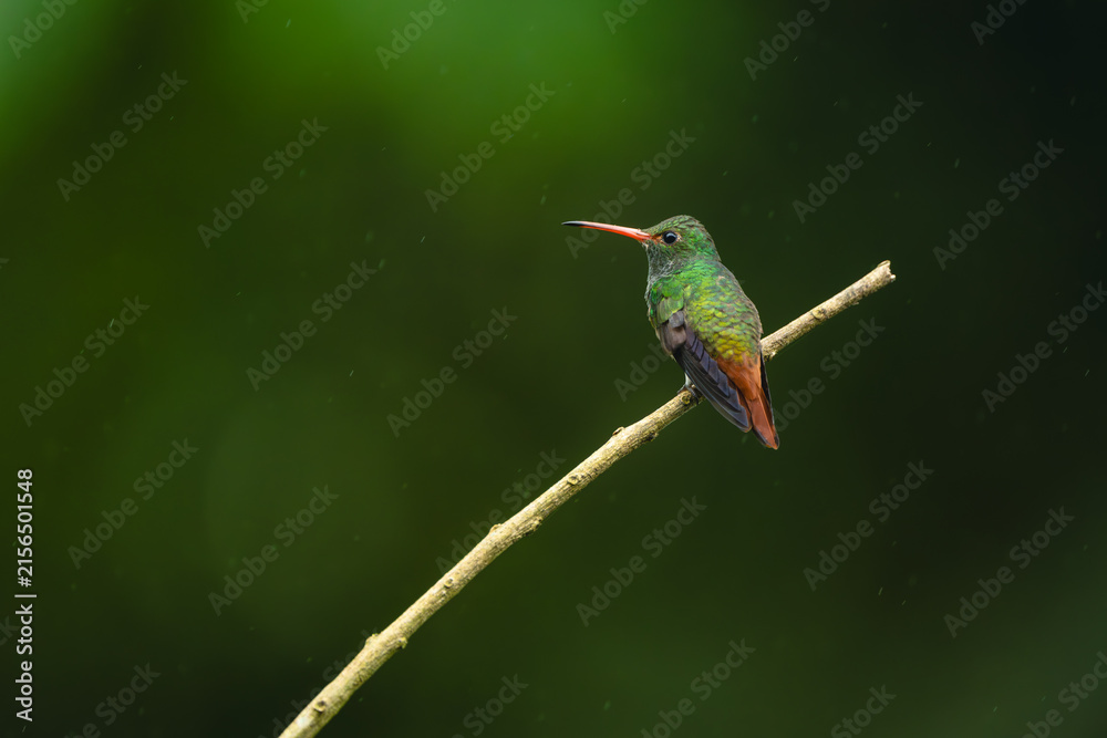 Naklejka premium Rufous-tailed hummingbird turns head on diagonal branch