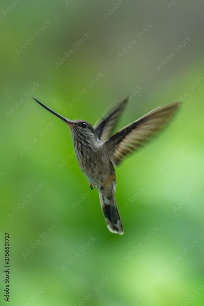 Naklejka premium Tooth-billed hummingbird hovers against green bokeh background