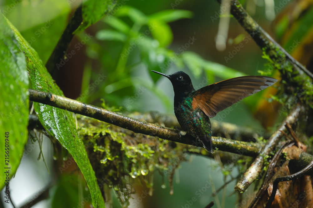 Naklejka premium Velvet-purple coronet flutters wings on wet branch