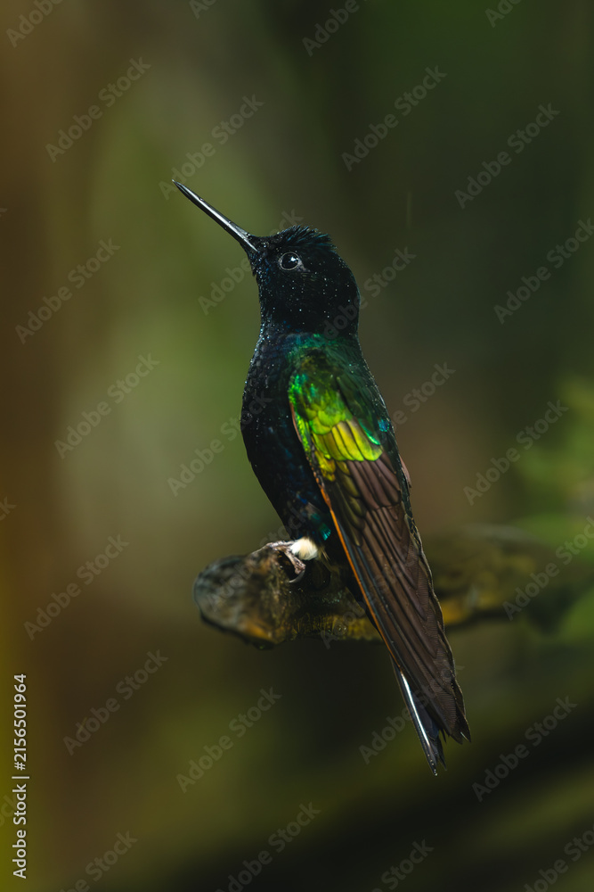 Naklejka premium Velvet-purple coronet looks up from broken branch