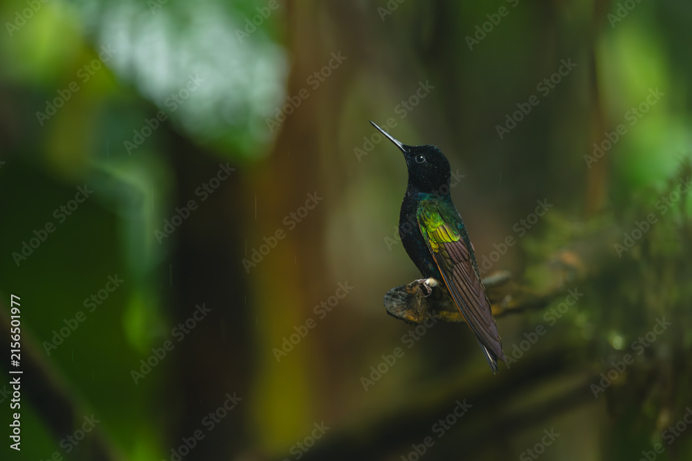 Naklejka premium Velvet-purple coronet looks up from broken twig
