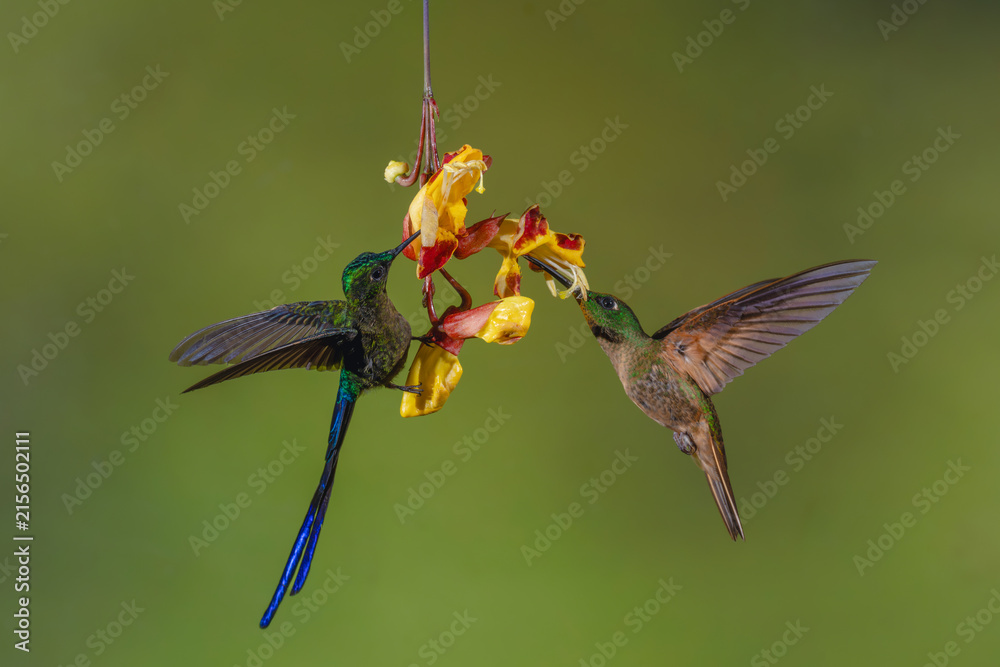Naklejka premium Violet-tailed sylph and fawn-breasted brilliant on flower