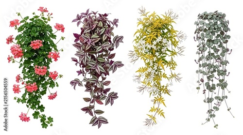 Hanging indoor plants collection, set of 4 trailing houseplants on white background, decorative climbing vines and flowers