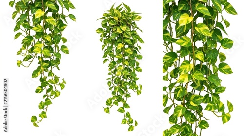 Trailing pothos hanging plants on white background, variegated green devil's ivy foliage, indoor tropical houseplant collection