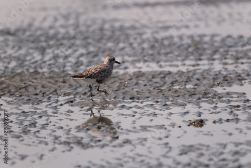 Foto Black-bellied plover on an intertidal mudflat in Japan