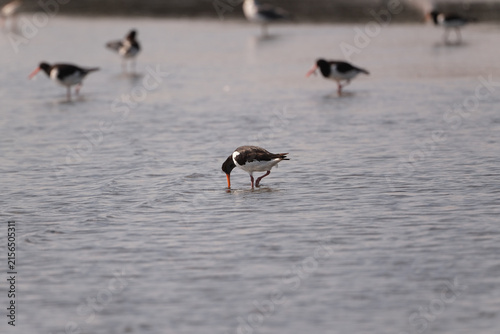 Quadro su tela Eurasian oystercatcher feeding in shallow water in Tokyo Bay