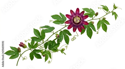 Purple passion flower vine on white background, tropical passiflora plant with green leaves, exotic floral branch for botanical design