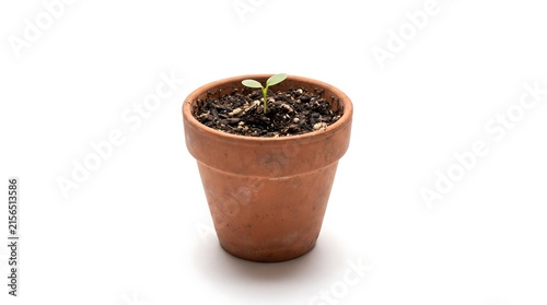 Small green seedling growing in terracotta clay flower pot with soil isolated on white background