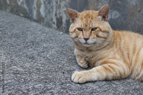 Boss cat